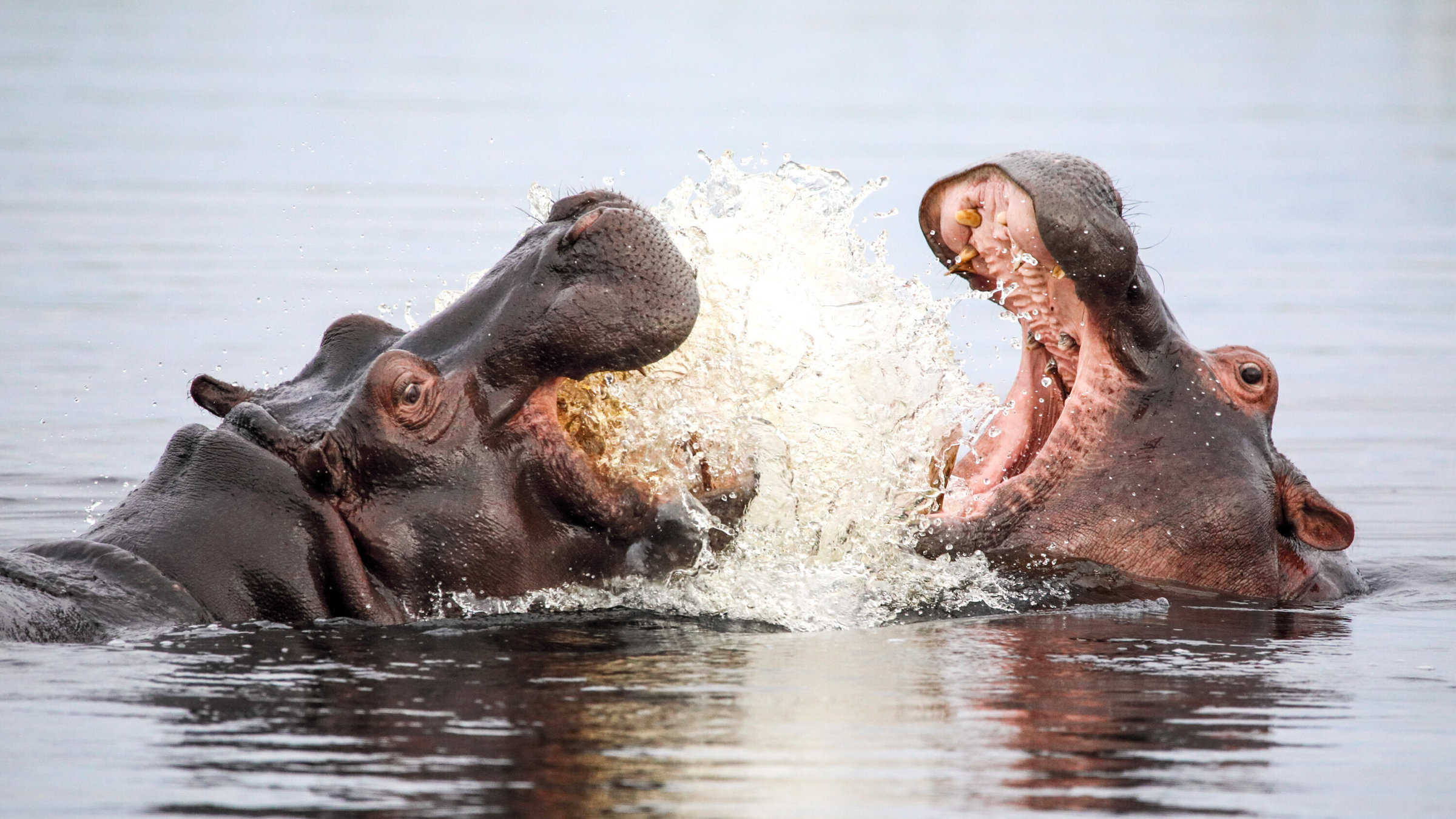 "Hippos - Afrikas Flussgiganten": Ein erwachsenes Flusspferd spielt mit einem Jugendlichen und bringt dem jüngeren Flusspferd bei, sich gegen Gefahren zu verteidigen.