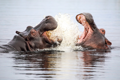 Hippos - Afrikas Flussgiganten