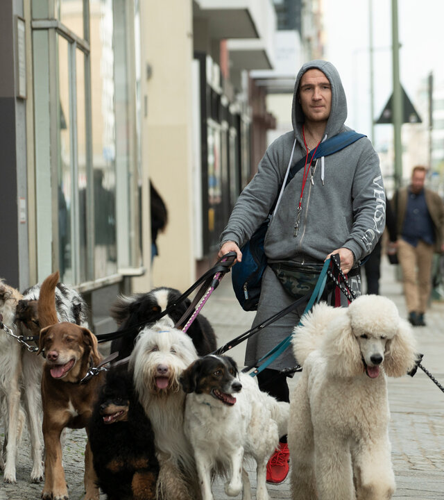 "Wuff - Folge dem Hund": Oli (Frederick Lau) geht mit einem Rudel Hunden an der Leine den Bürgersteig entlang.