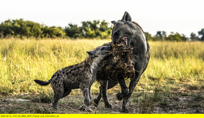 Naturwunder Okawango (2/3)