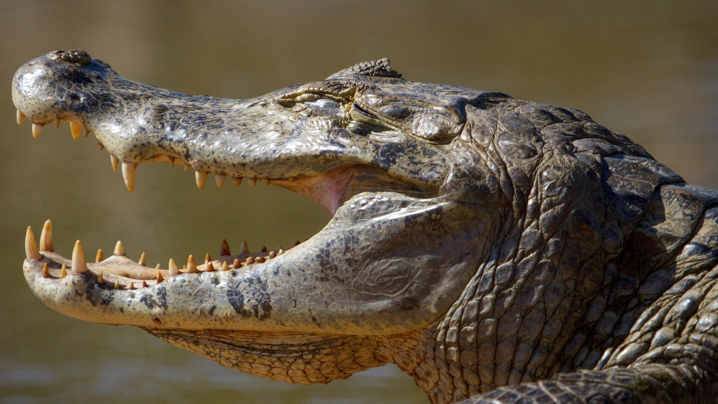 "Terra X: Eine Erde - viele Welten: Dschungel": Großaufnahme des Kopfes eines Kaimans.