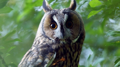 Tierische Superhelden: Meister der Tarnung