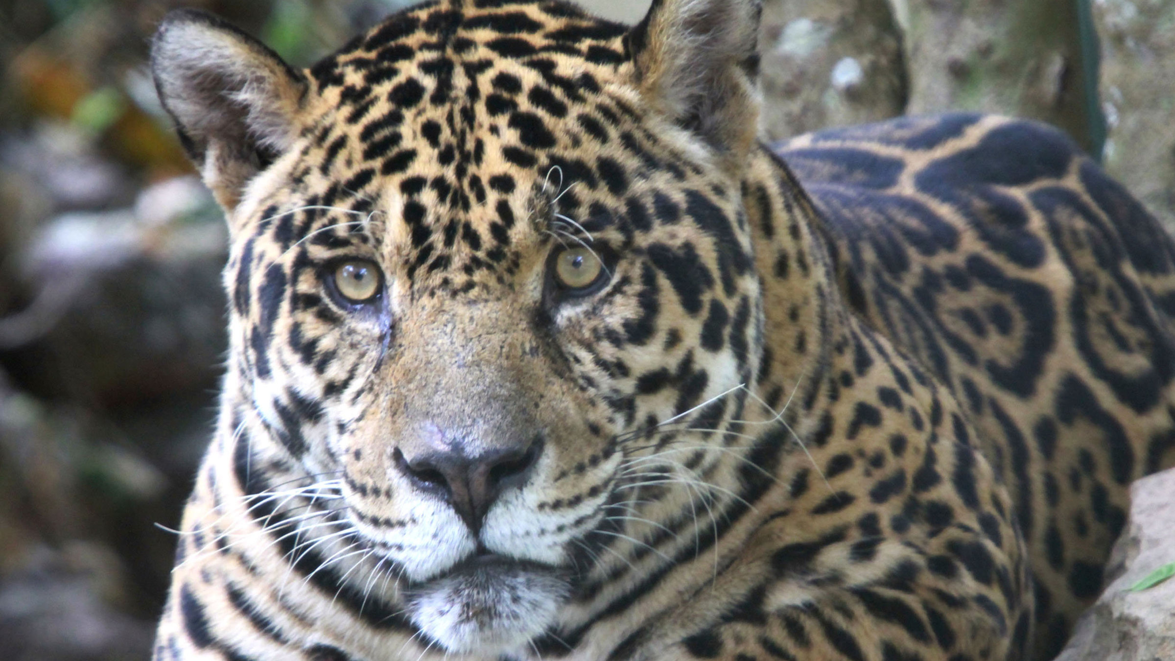 "Big Five Südamerika: Der Jaguar" - Kopf eines Jaguars