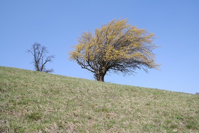 Pielach - Im Garten der Voralpen