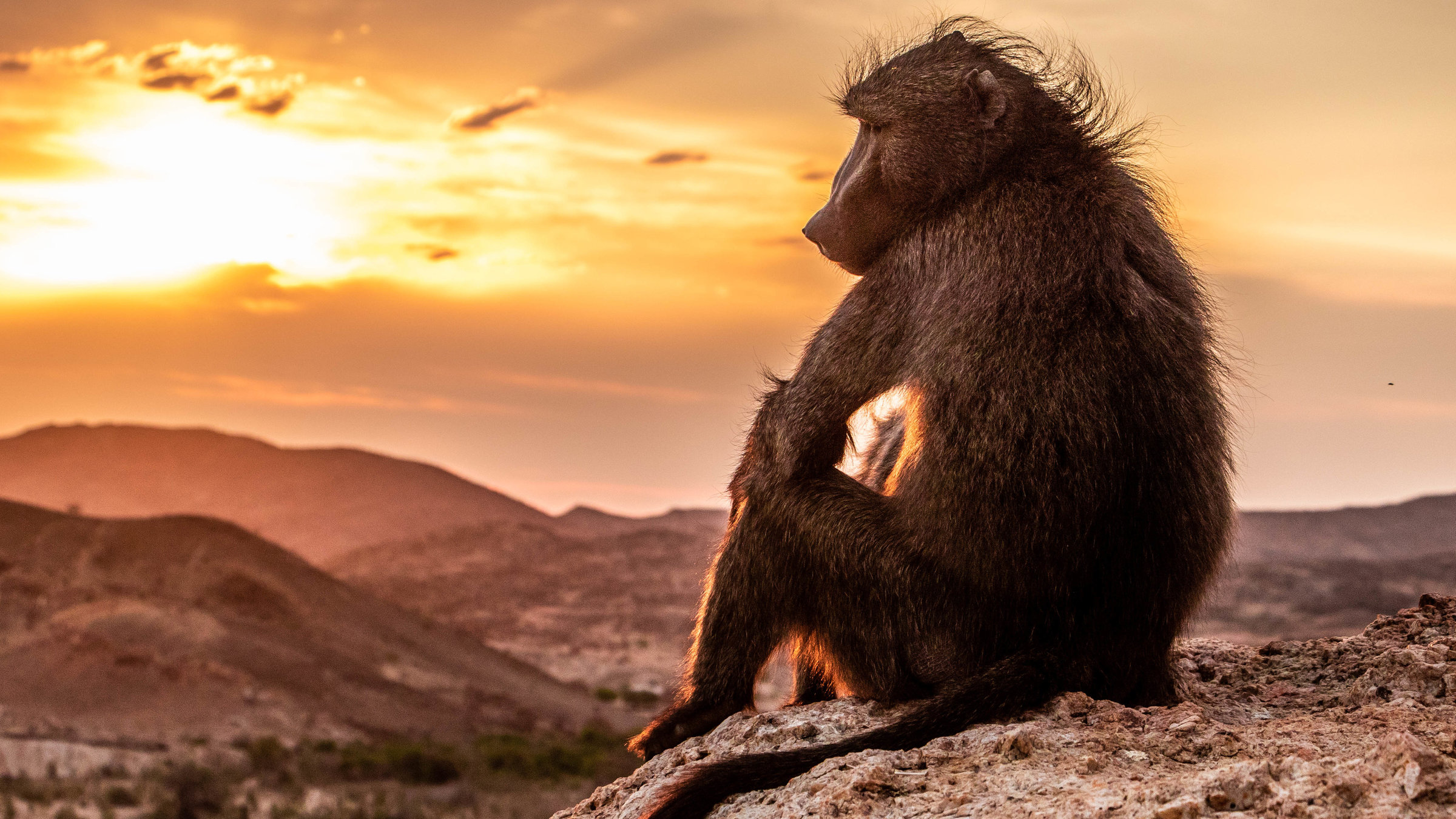 "Terra X: Unsere Erde III - Von Bärenpavianen und Tanzvögeln": Ein Pavian sitzt auf einem Felsen in der Abendsonne.