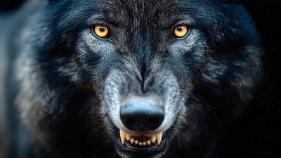 Fabelhafte Artgenossen - Der Wolf