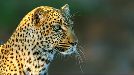 Die Leopardin (1/2)