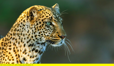 Die Leopardin (1/2)