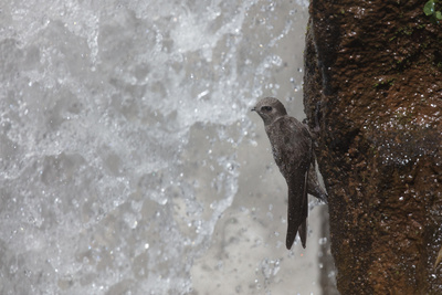 Sieben Kontinente - Ein Planet (3/7)