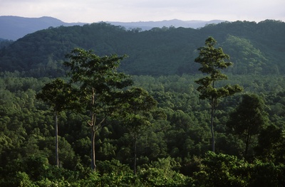 Naturparadiese am Äquator - Borneo und Sumatra