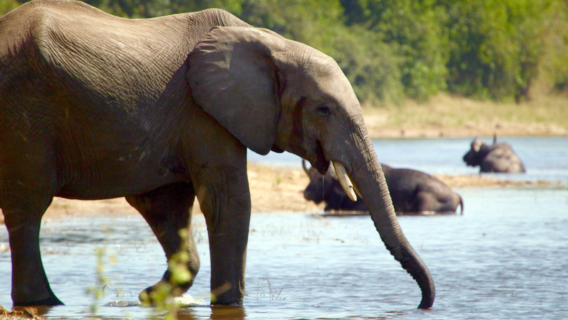 "Beeindruckende Tierwelt: In den Feuchtgebieten": Elefant.