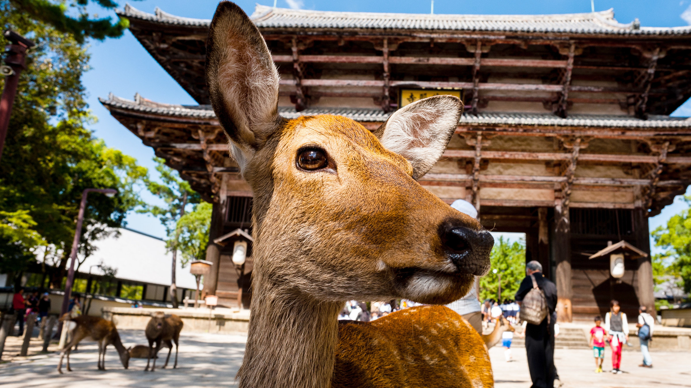 "Wildes Japan (1/3) - Honshu": Sikahirsch.