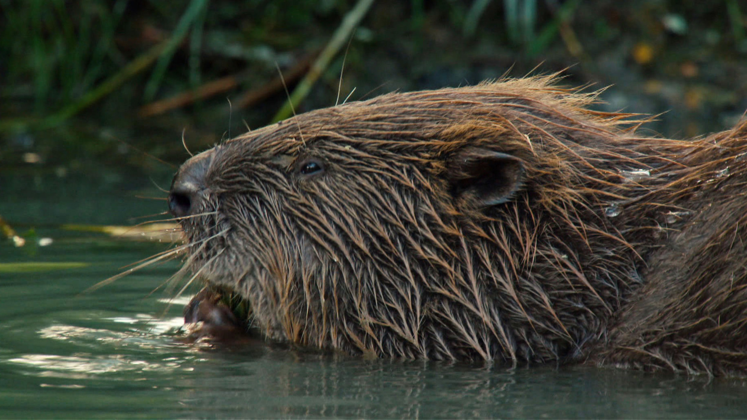 "Wiener Wildnis: Die Rückkehr der Biber":  Ein Biber (nur der Kopf) im Wasser.