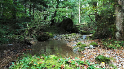 Wunderbare Waldwelt - Wie diese grünen Oasen zum<br/>Klimaschutz und zu unserer Gesundheit beitragen