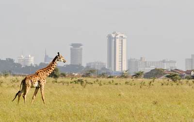 Wildes Nairobi - Wo Leoparden durch Gärten schleichen