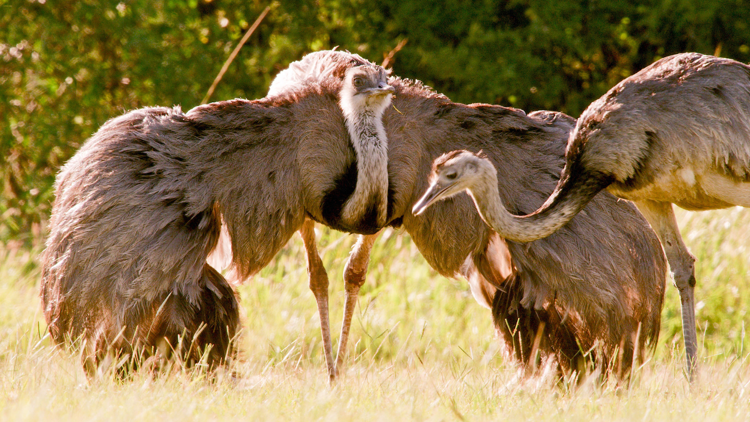 "Die schrägsten Vögel der Welt - Verblüffend anders": Ein männlicher Nandu während der Paarungszeit.