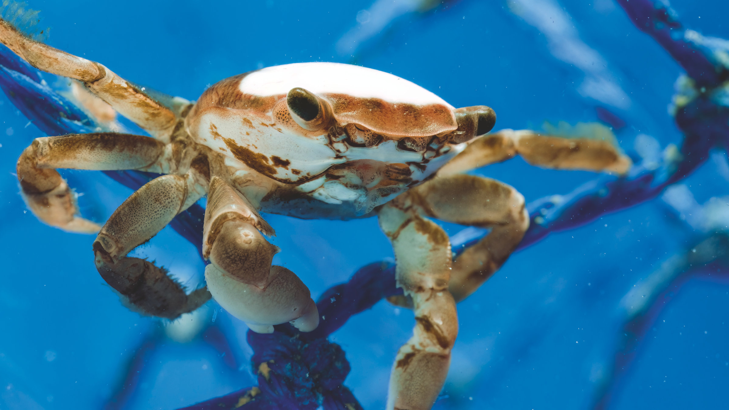 "Terra X: Unsere Erde III - Von Meerengeln und Teufelsrochen": Eine Kolumbuskrabbe hängt an einem Netz.