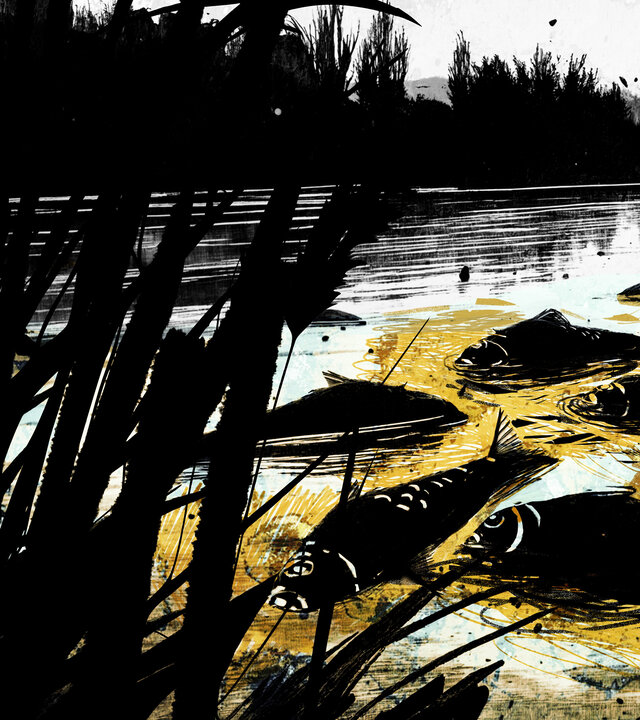 "Umwelt Crime: Das Fischsterben in der Oder - Wie ein Fluss zur Gift-Falle wurde": Graphische Darstellung: Tote Fische treiben auf der Oder-Flussfläche.