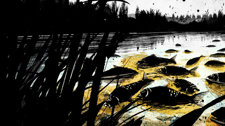 "Umwelt Crime: Das Fischsterben in der Oder - Wie ein Fluss zur Gift-Falle wurde": Graphische Darstellung: Tote Fische treiben auf der Oder-Flussfläche.