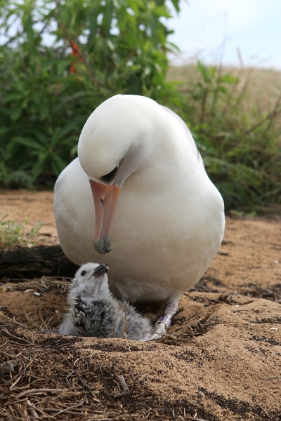 Tierische Superbauten (3/3)