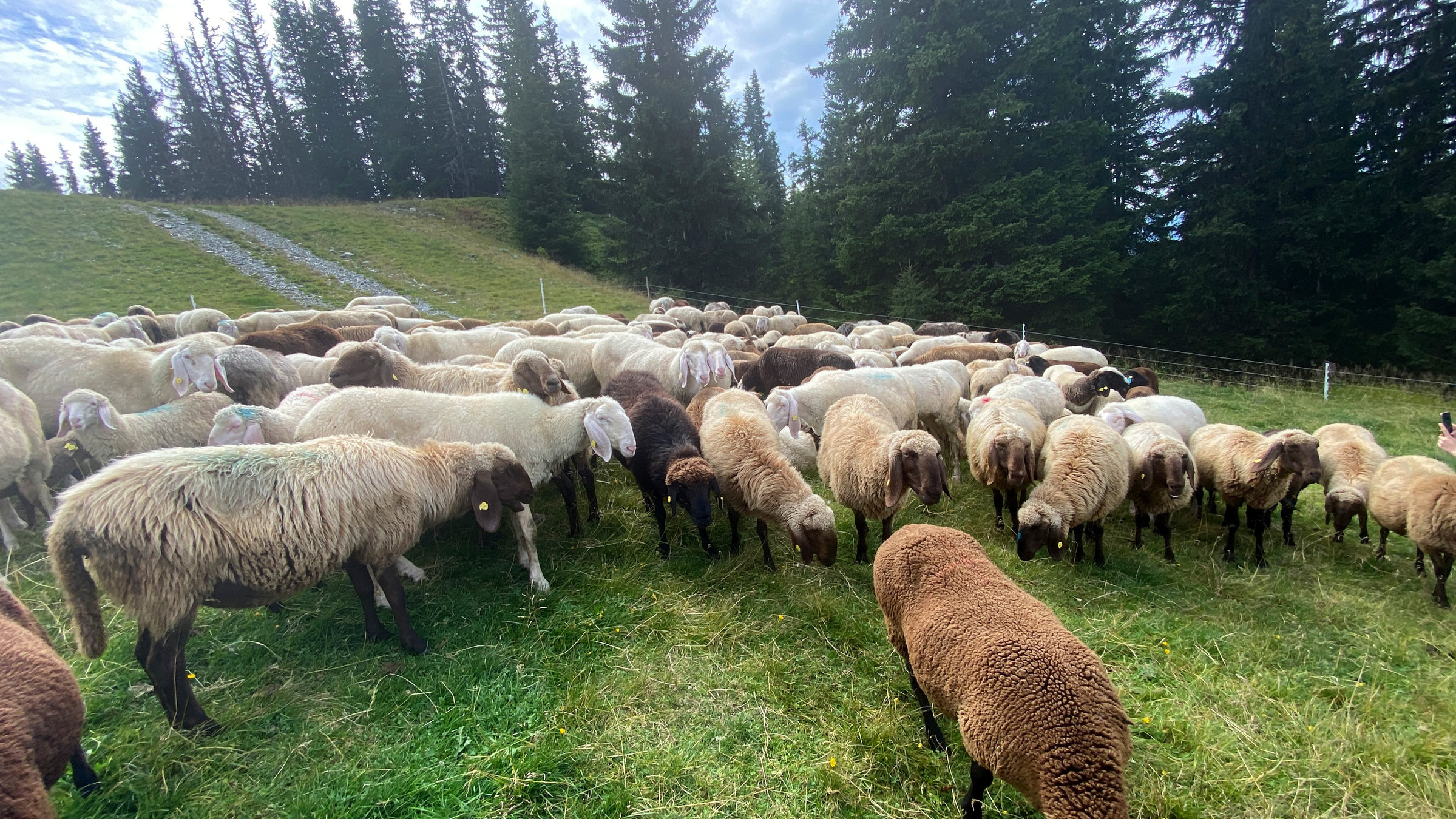 "Schafe - Die heimlichen Helden der Almen": Schafe.