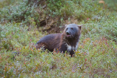 Wildnis Europa: Der Vielfraß