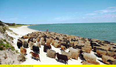 Die Schäferin von Sylt