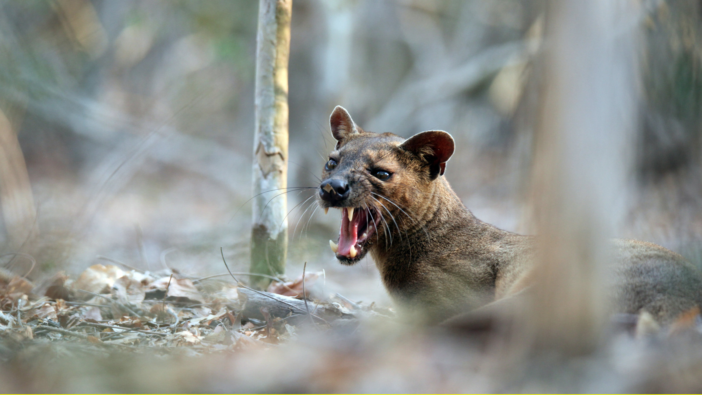 "Unbekanntes Madagaskar (2/2) - Im Reich der Kattas": Ein junges Fossamännchen wartet unter einem Paarungsbaum auf ein Weibchen.