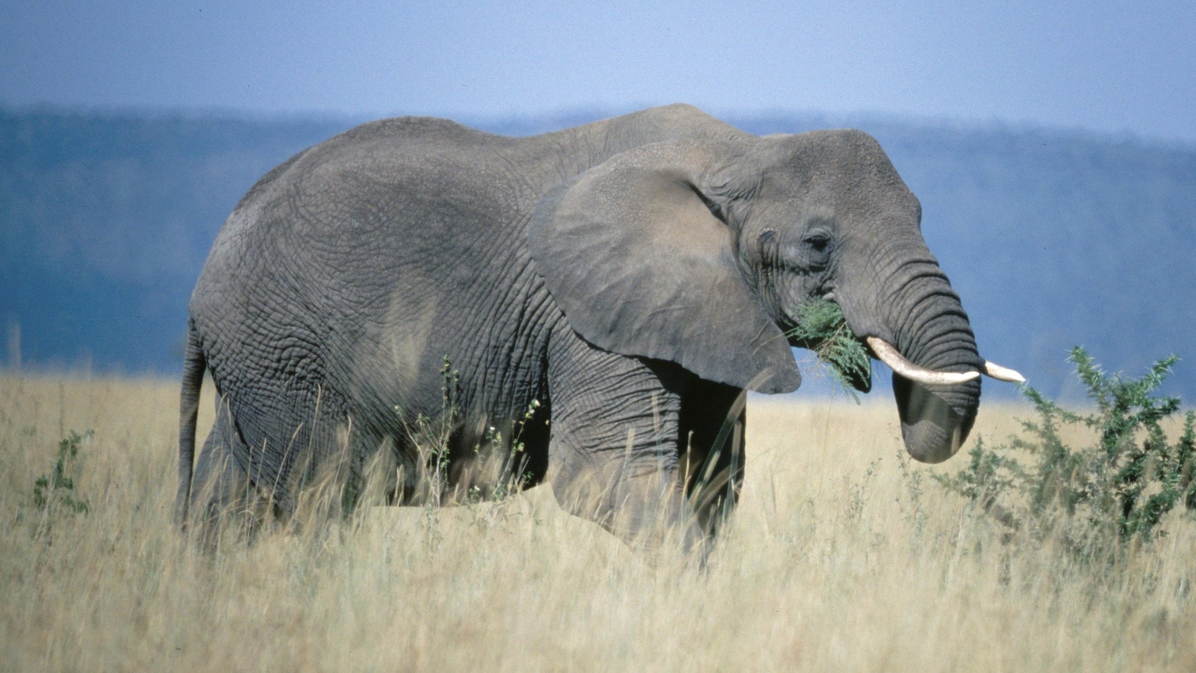 "Naturparadiese am Äquator (2/5) - Afrikas Regenwälder und Savannen": Ein Elefant steht alleine in der Savanne und frisst von einem Busch.