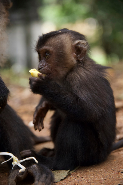 Tierkinder der Wildnis (3/5)