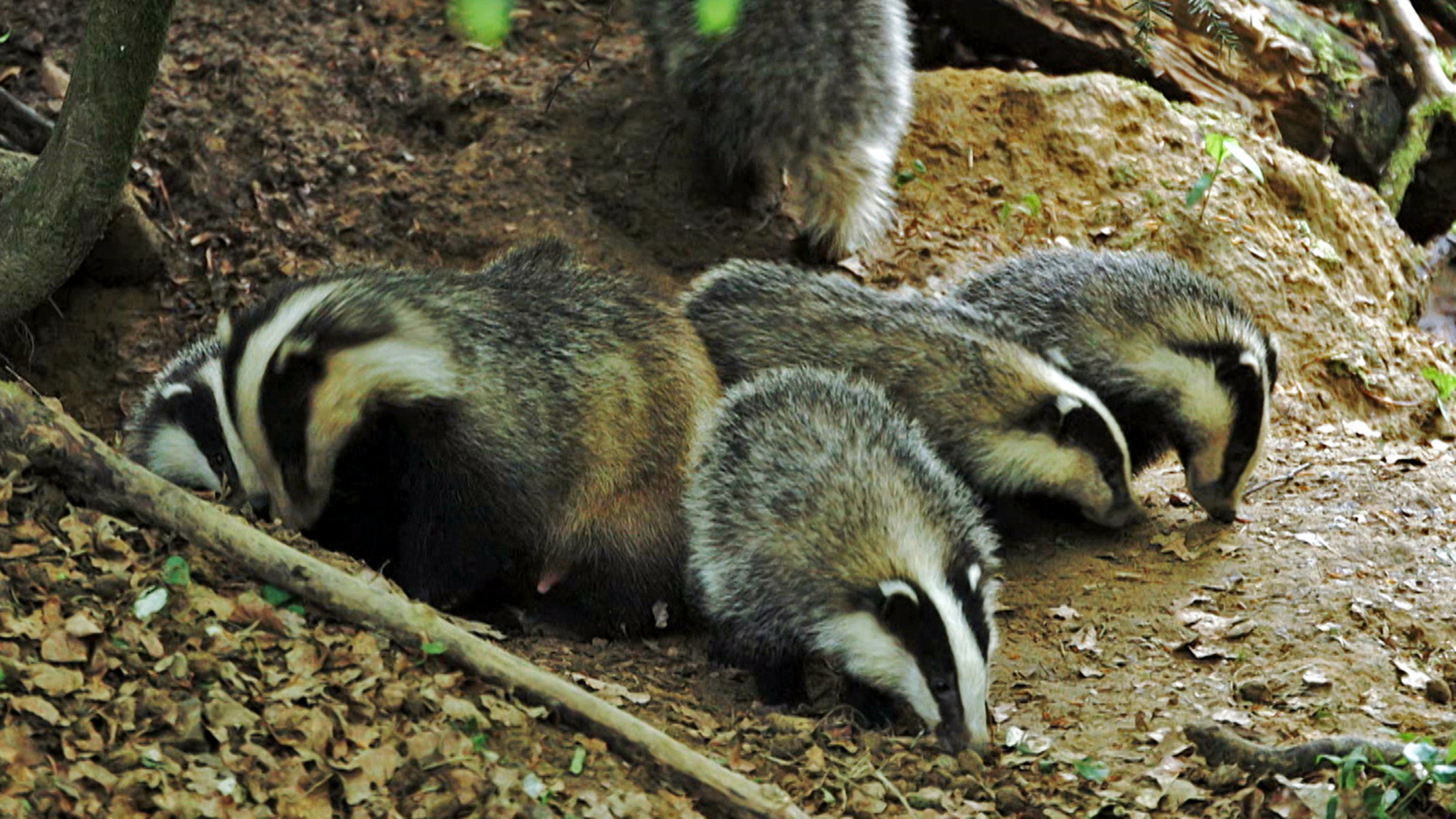 "NETZ NATUR: Was Dachse heimlich alles treiben" - Der Nase nach: Schon ganz kleine Jungdachse erkunden ihre Umgebung mit der Nase.