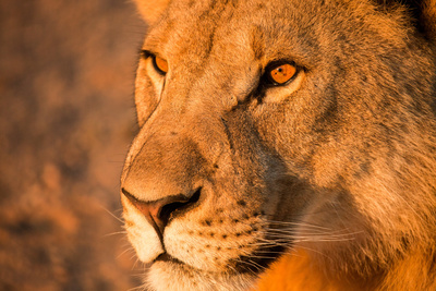 Wüstenkönige - Die Löwen der Namib