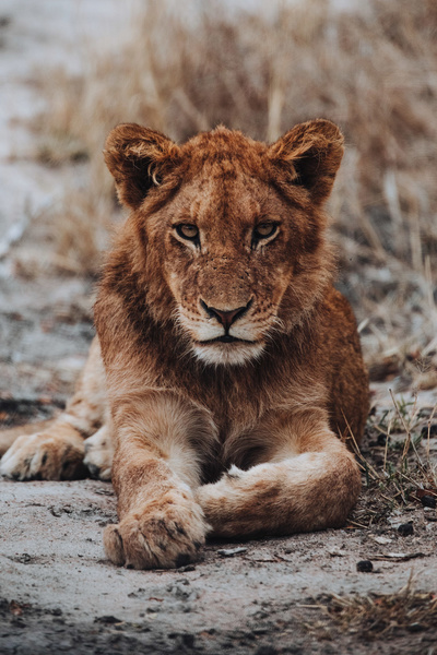 Tierkinder der Wildnis: Chinga, die Löwin