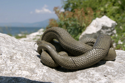 Raue Welten – Wilde Schönheiten: Albanien