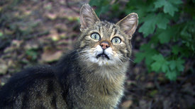 Rückkehr der Wildnis - Der Nationalpark Thayatal<br/>in Niederösterreich