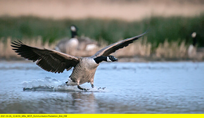 Wasserwildnis in Westfalen - Münsters Rieselfelder