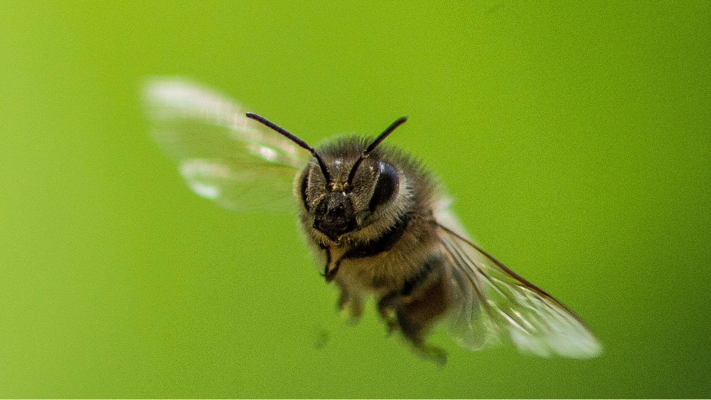 "Ziemlich wilde Bienen": Flugkünstler: Dunkle Biene, Arbeiterin.