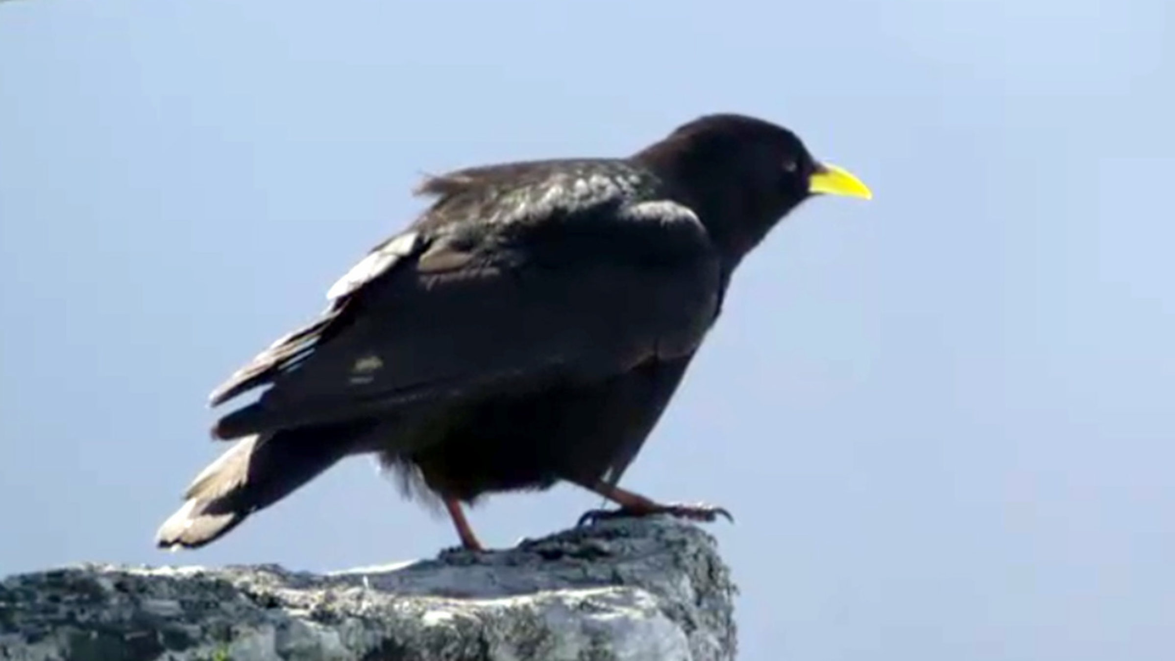 "Vögel im Hochgebirge - Von Alpendohlen, Bergpiepern und Schneesperlingen": Kleiner Rabenvogel