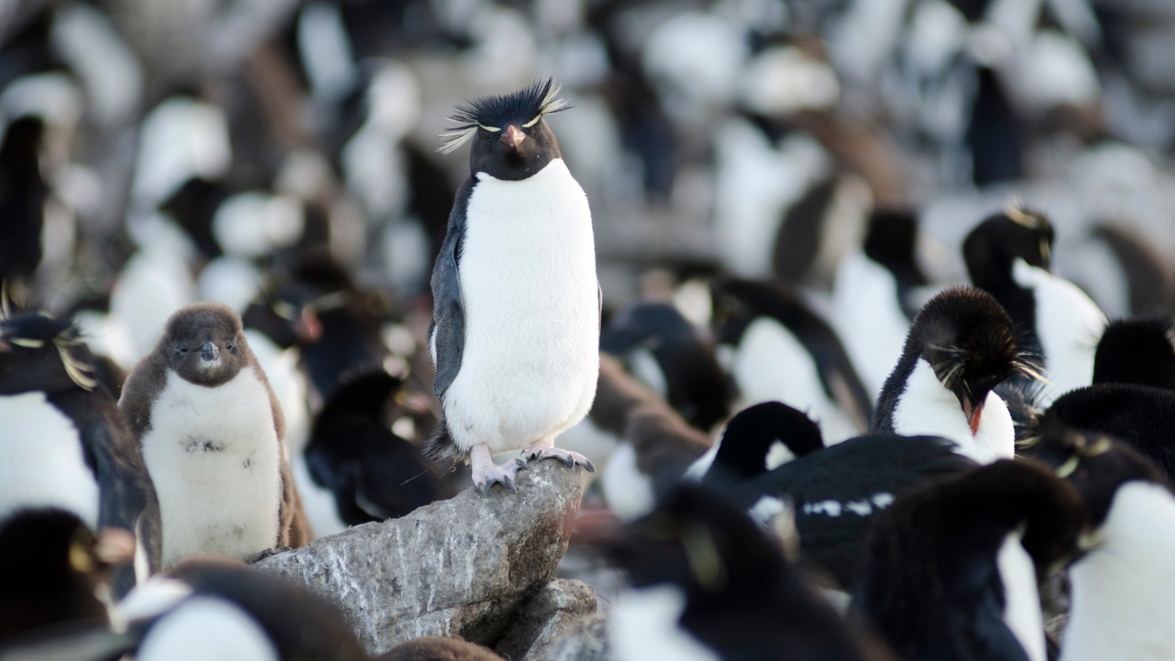 "Wildes Überleben: Rastlose Wanderer" - Eine große Kolonie kleiner Pinguine, unscharf zum Bildhintergrund. Zentral steht ein Pinguin allein erhöht auf einem Stein.