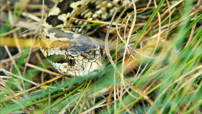 Im Reich von Kreuzotter & Co - Österreichs Schlangen hautnah