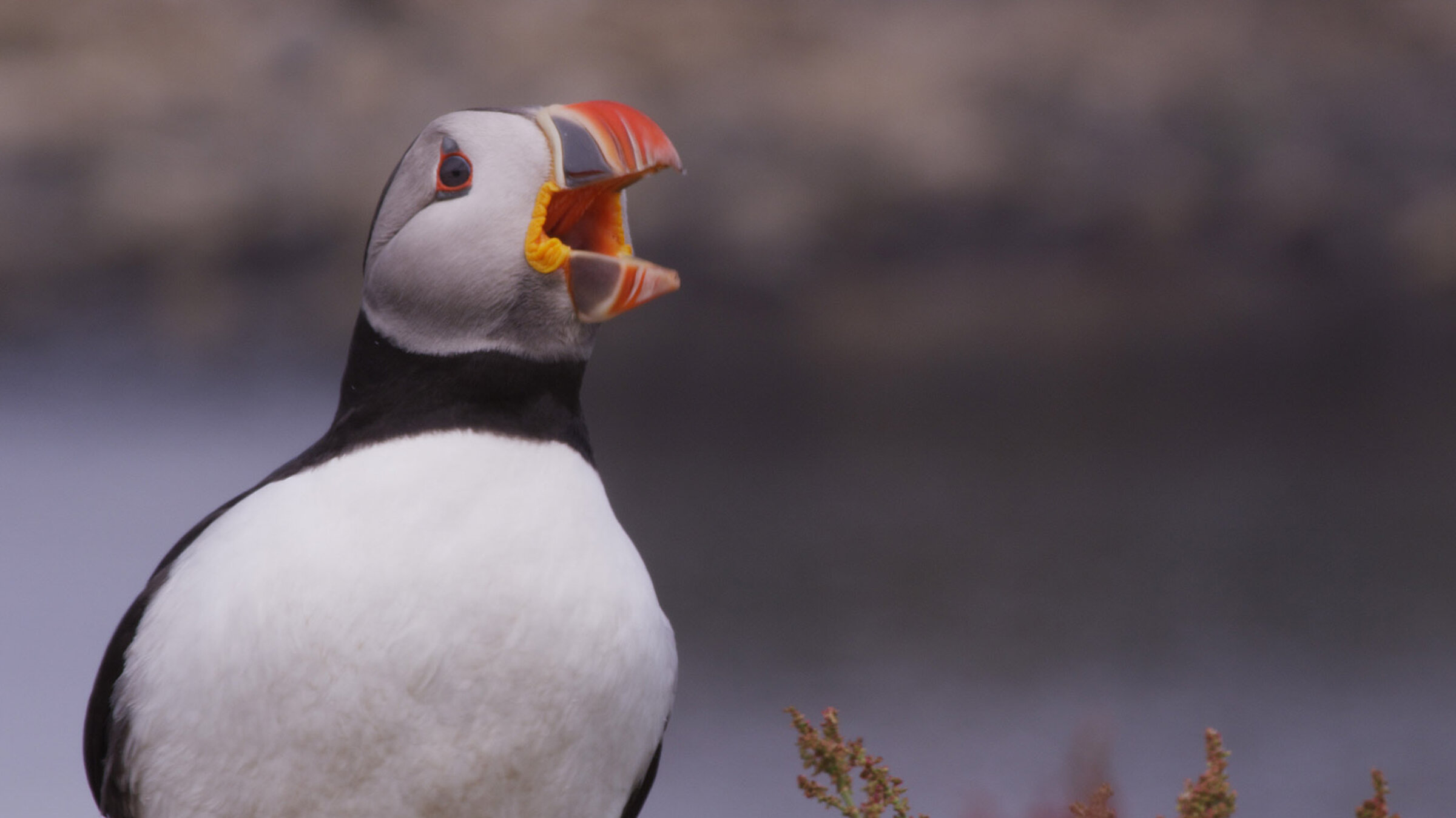 "Wilde Inseln: Die Hebriden": Ein Papageitaucher.