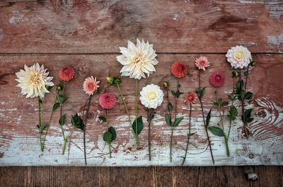 Im Rausch der Blumen: Von Festen und Jahreszeiten
