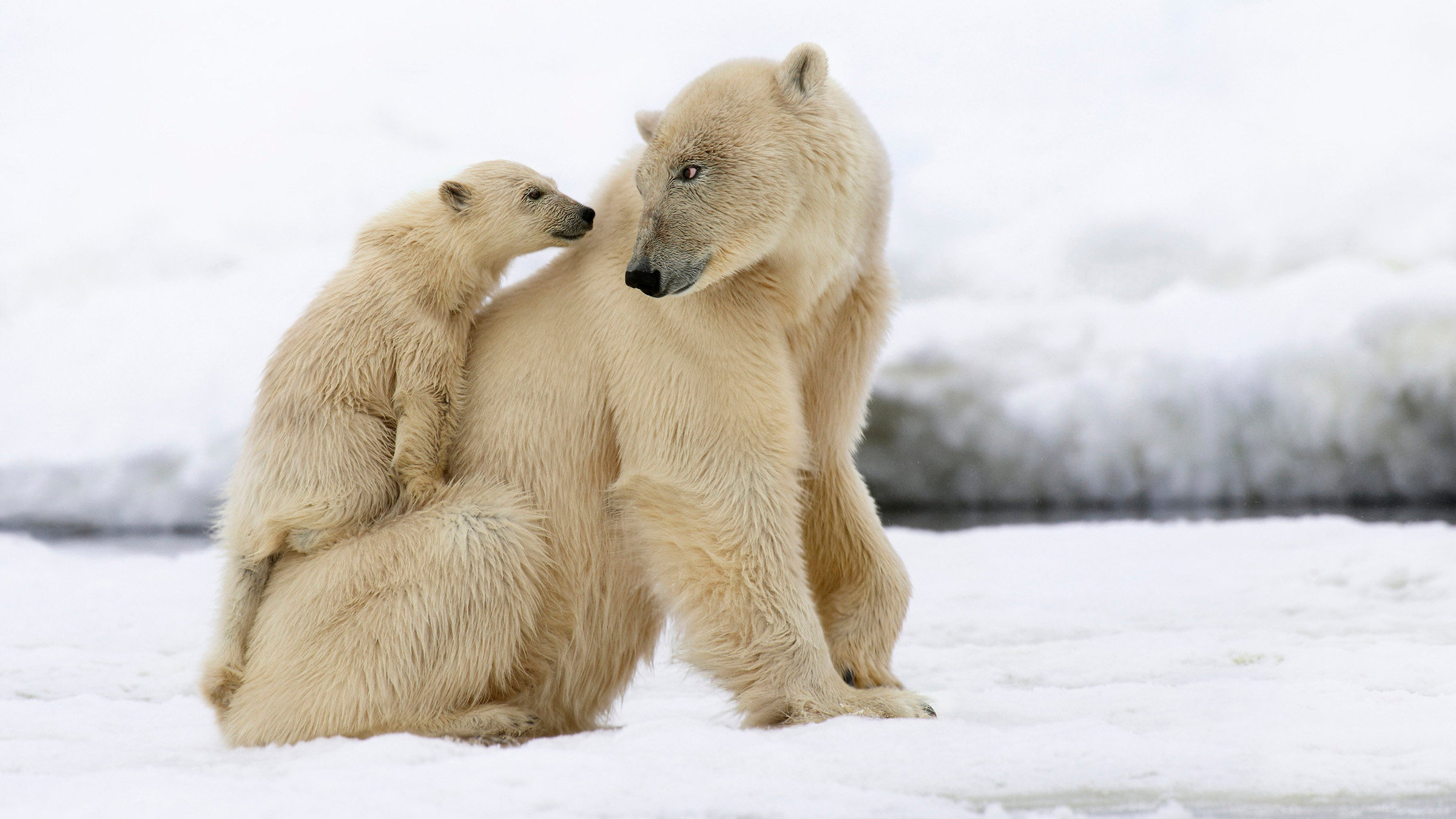 "Der erste Winter - Wie Tierkinder die Kälte meistern": Kleine Polarbären sind, bis sie zwei Jahre alt sind, abhängig von ihrer Mutter, die sie vor der großen Kälte schützt.