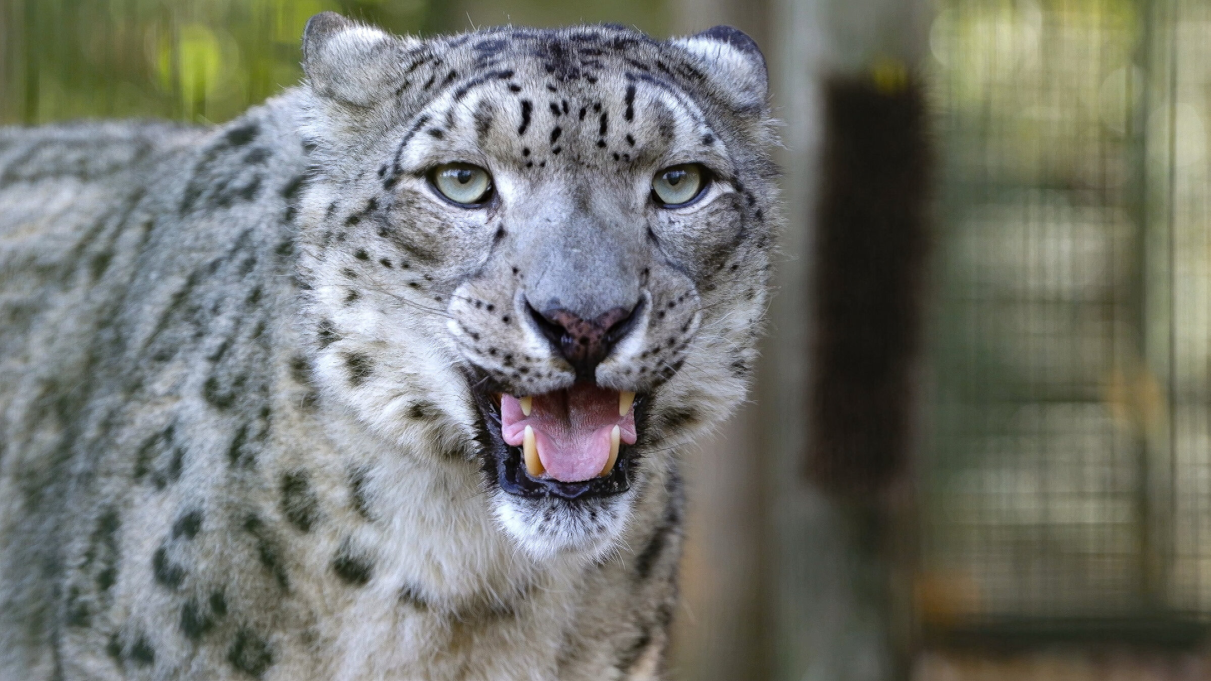 "Die Sprache der Tiere (3/5) - Versteckte Botschaften": Ein Schneeleopard in der Nahaufnahme.