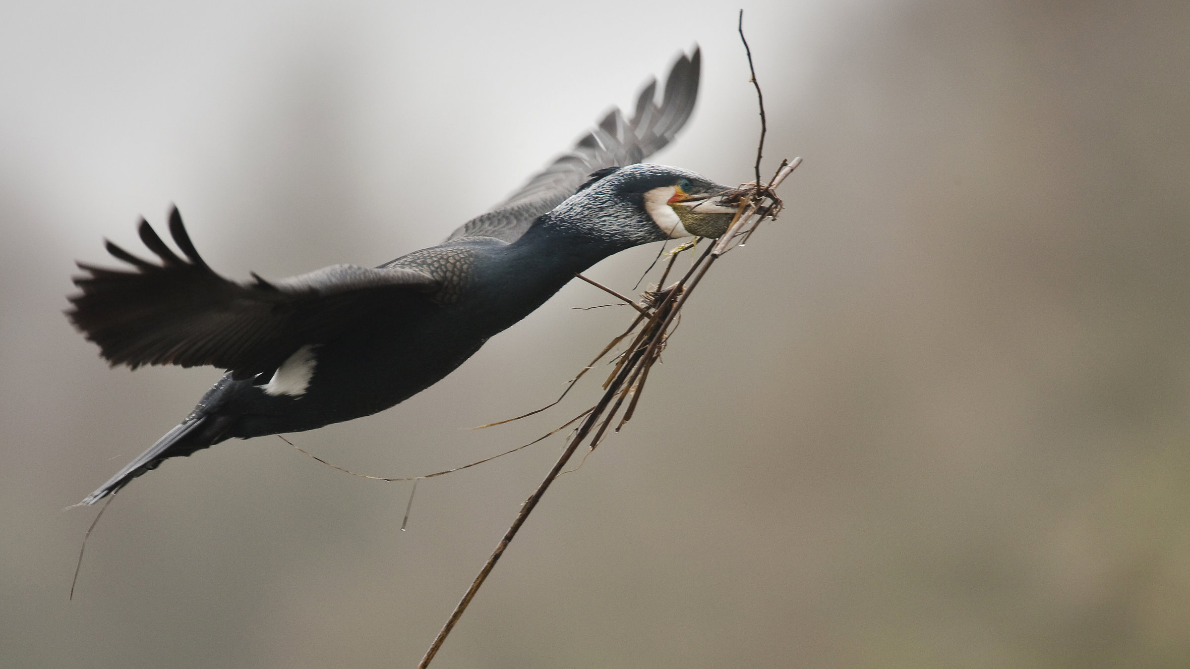 "Die neue Wildnis - Frühling": Ein größerer Vogel mit auffällig markantem Kopf fliegt von links nach rechts durchs Bild, im Schnabel einige Zweige und Stroh.