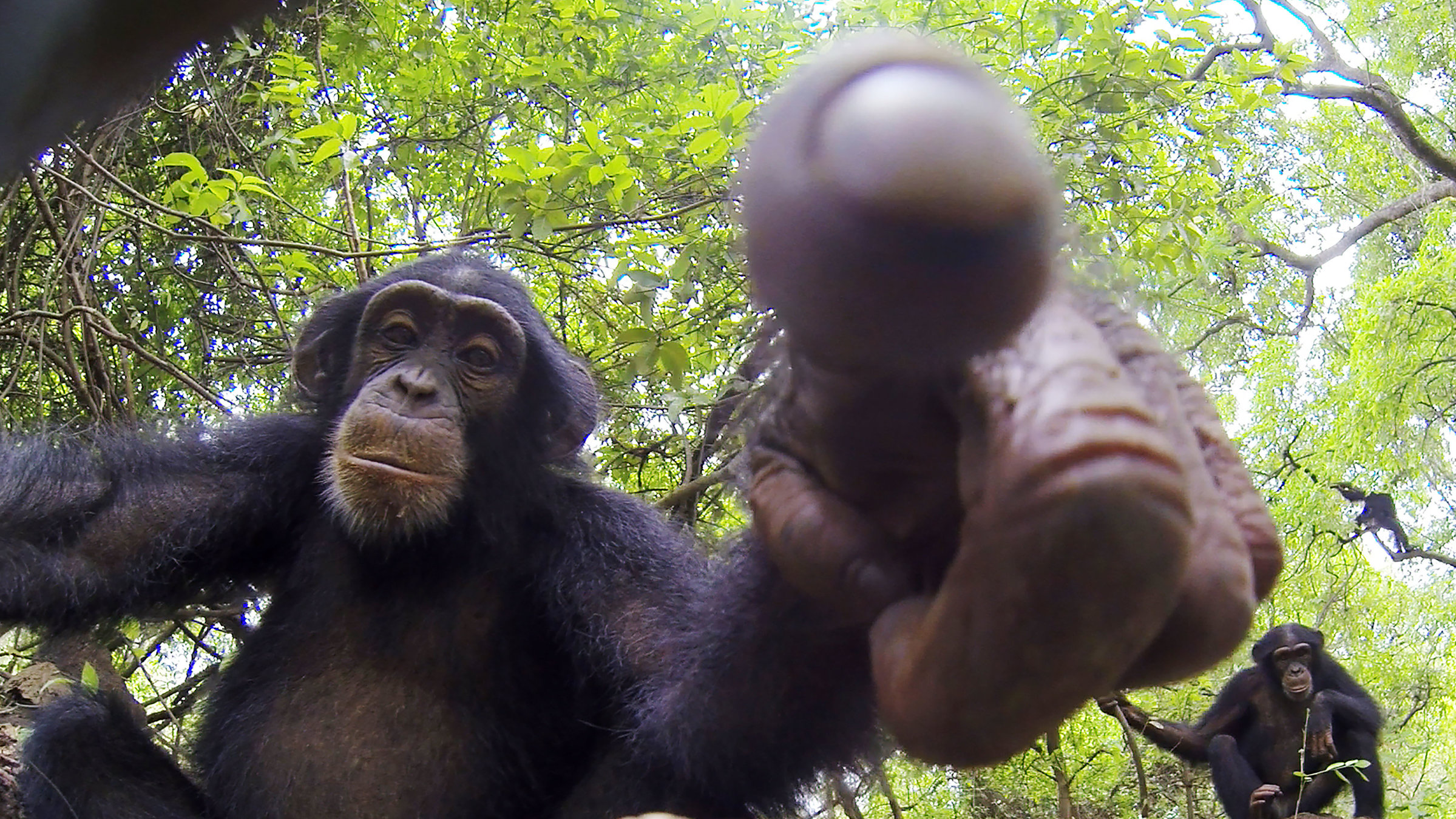 "Terra X: Spione im Tierreich - Smarte Strategen": Ein junger Schimpanse sitzt im Wald und klopft mit dem Finger auf die Kamera. Im Hintergrund sitzt ein weiterer Schimpanse und beobachtet die Szene.