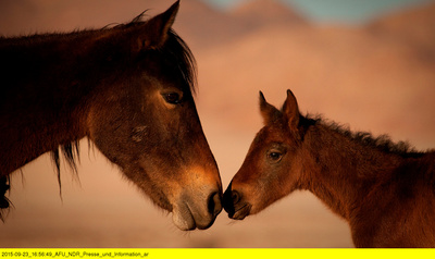 Die Wüstenpferde Namibias - Afrikas wilder Westen