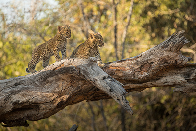 Olimba - Königin der Leoparden