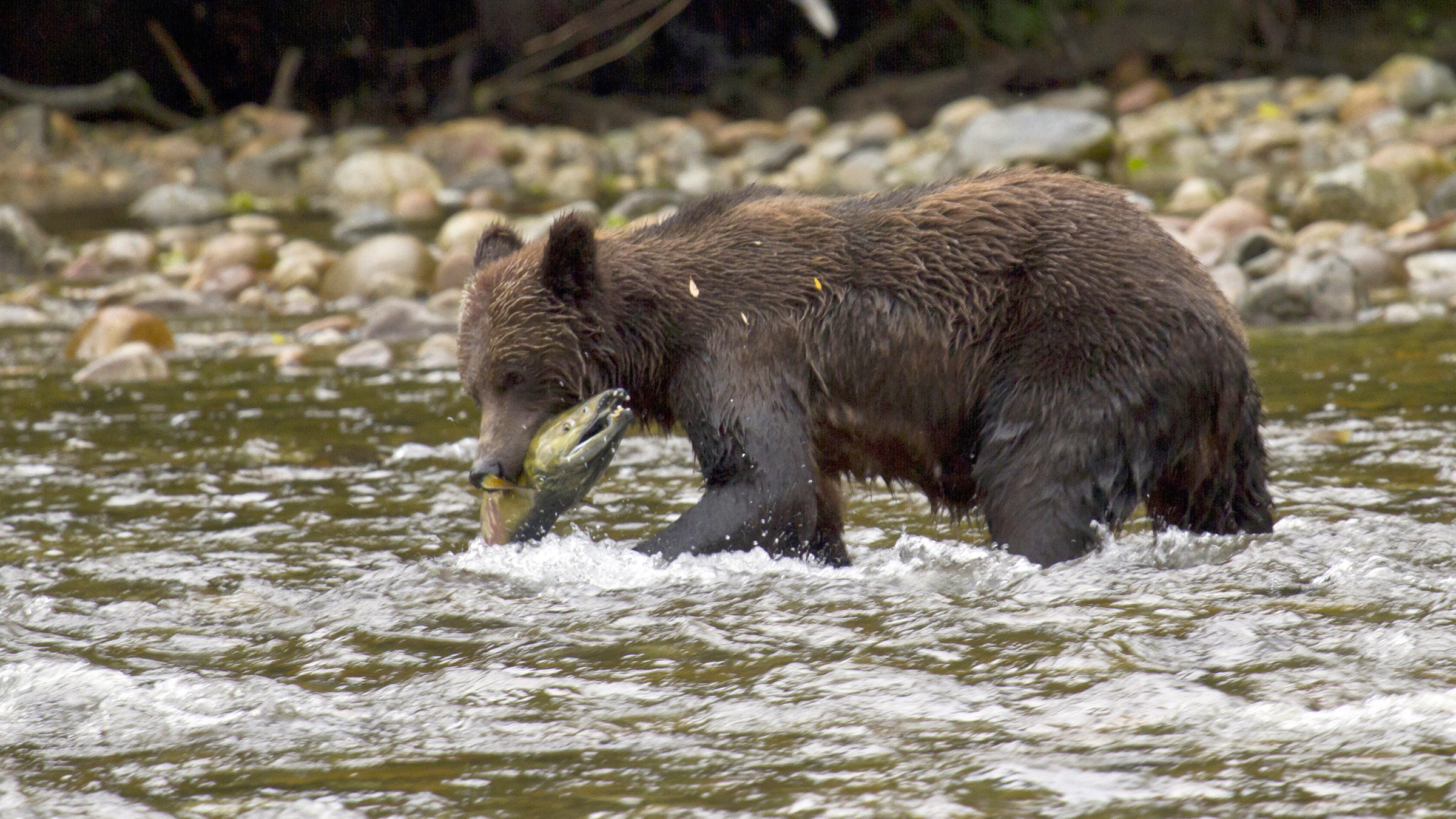 "Die Tricks der Tiere - Magie des Waldes": Grizzlybär im Fluss beim Fischen. Great Bear Rainforest, British Columbia, Kanada