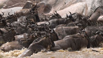 Die Großkatzen der Masai Mara (1/2)